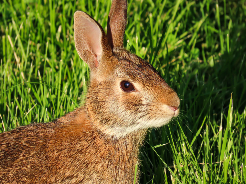 Bunny in the evening sun | KevinV | Blipfoto