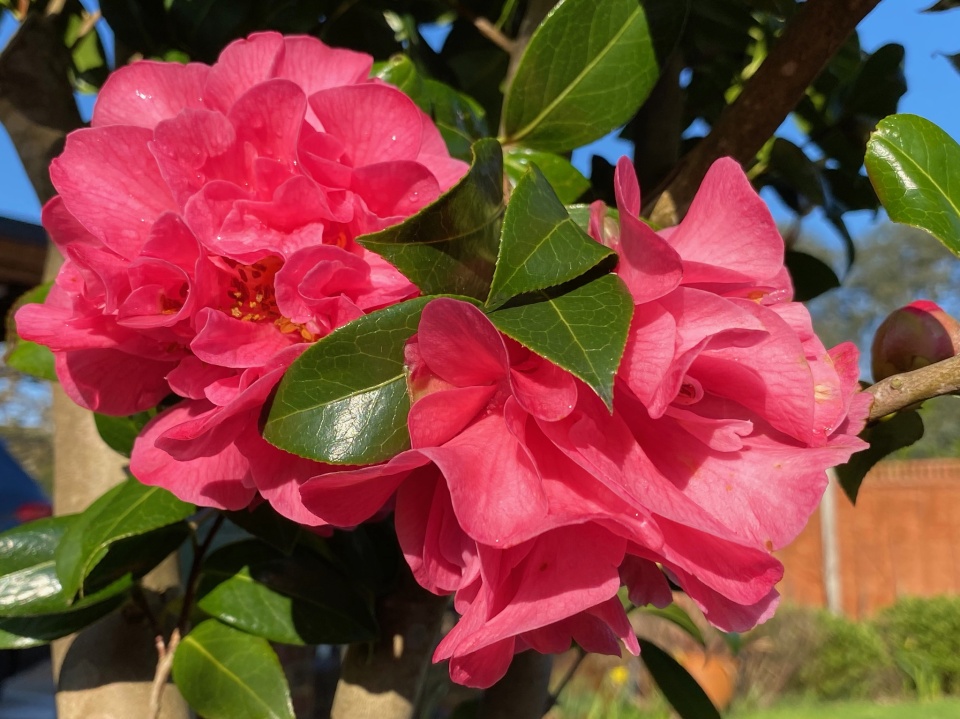 Camellia in full bloom PAR1 Blipfoto