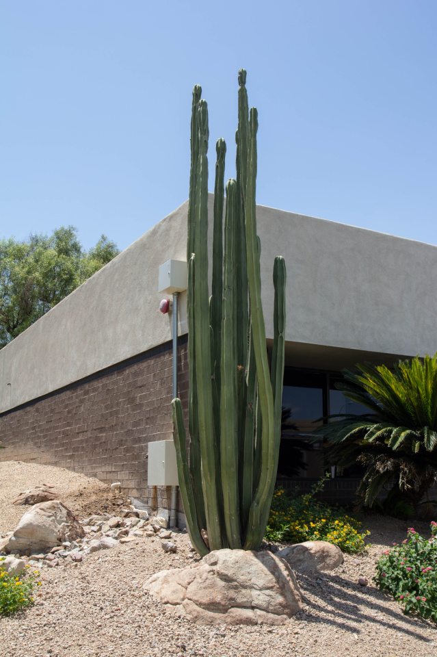 Tall cactus FotoAlex Blipfoto