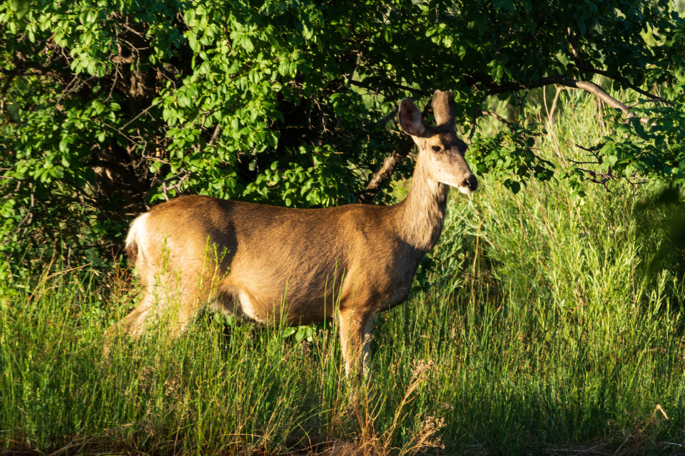 Mulie | JohnEdward | Blipfoto