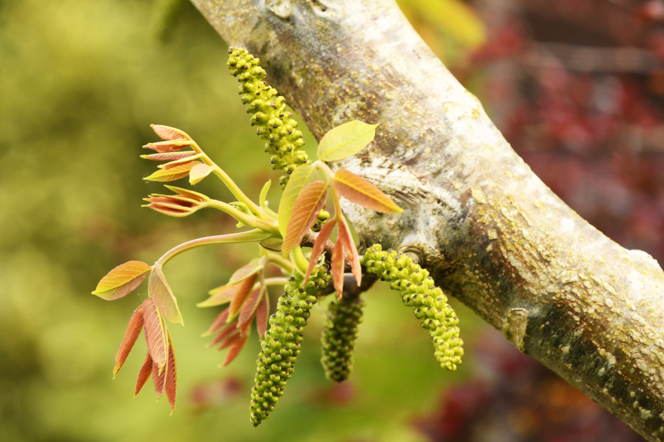 Walnut 'catkins' SueT123 Blipfoto