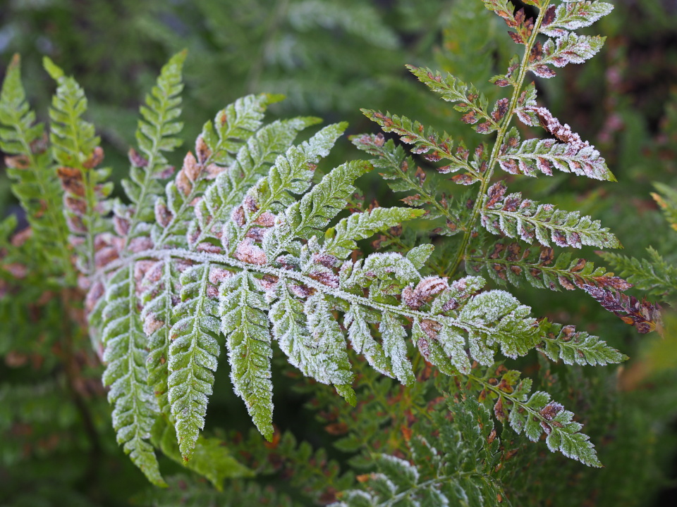 Frosty ferns fourstory Blipfoto