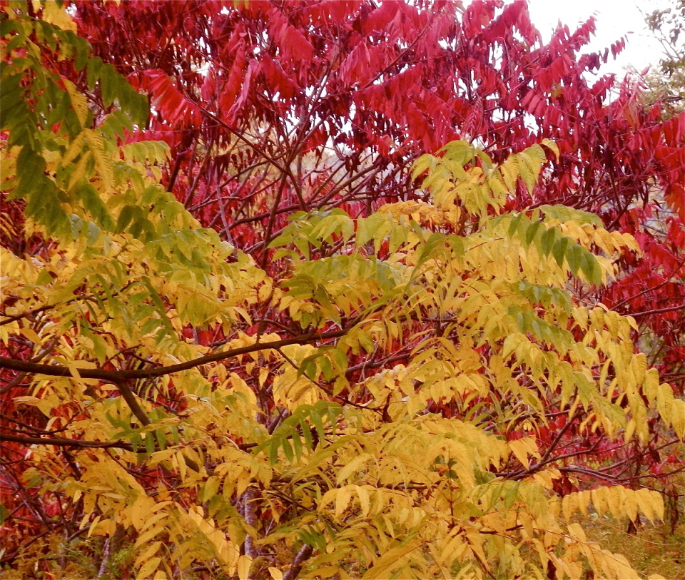 Changing Sumac misswinterfinch Blipfoto