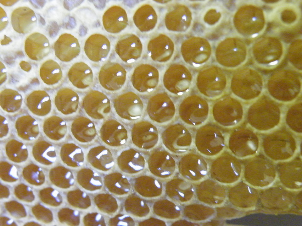 Honey | camflutter | Blipfoto Honey | camflutter