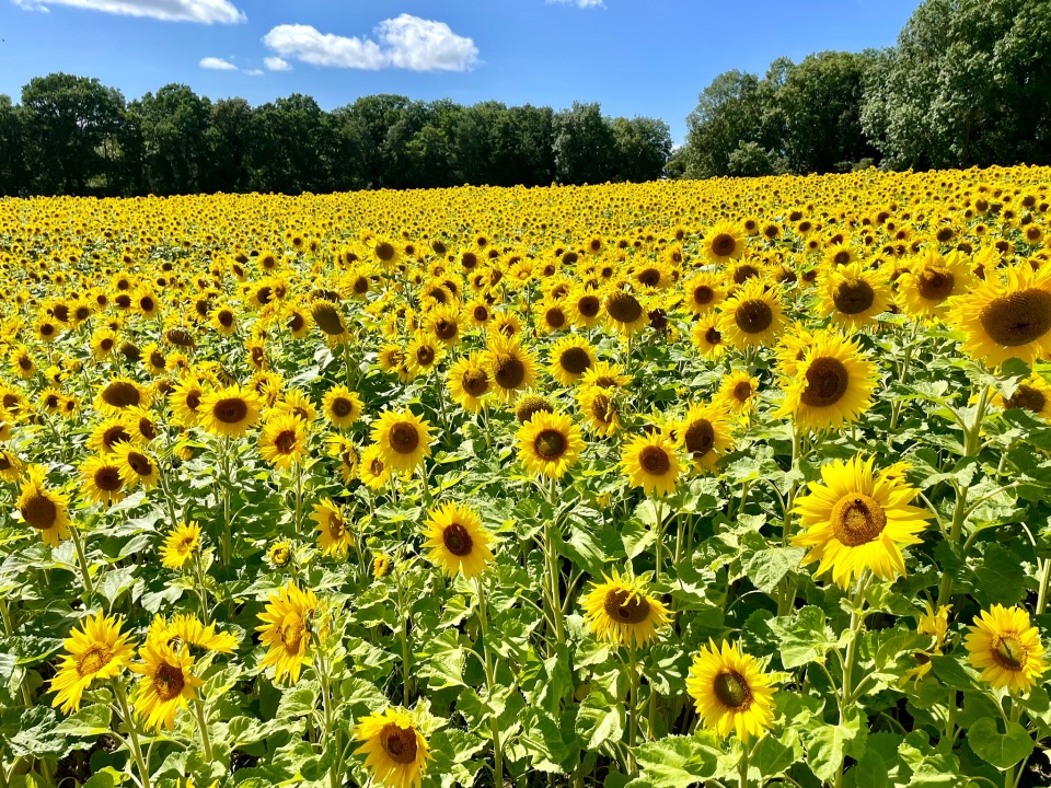 So many sunflowers JJ46 Blipfoto