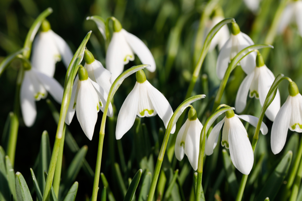 Candlemas bells NewburyJames Blipfoto