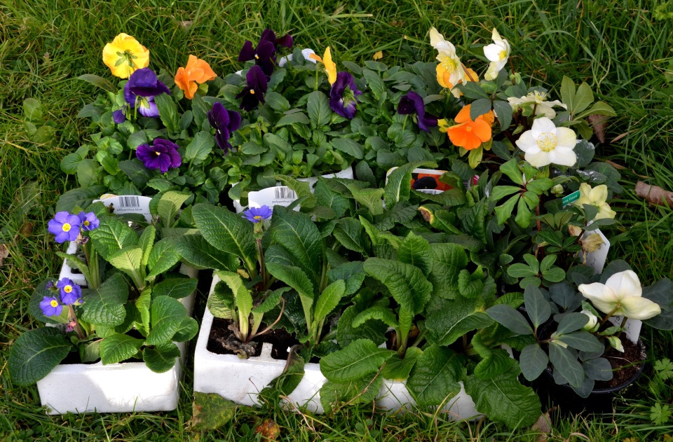 winter-bedding-plants-arkensielphoto-blipfoto