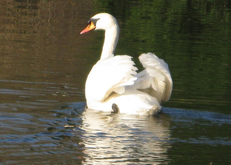 swan down by the river side , | sunflower | Blipfoto swan down by the river side , | sunflower