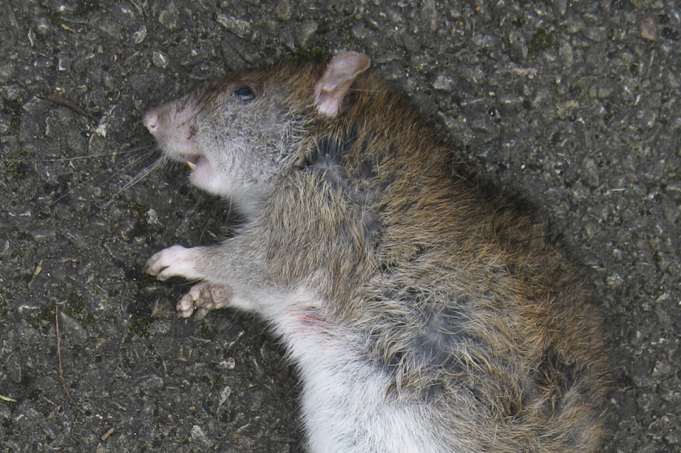 big dead rat