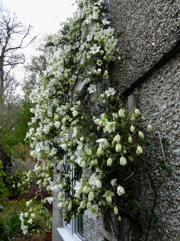 Clematis Avalanche | Vectensian | Blipfoto