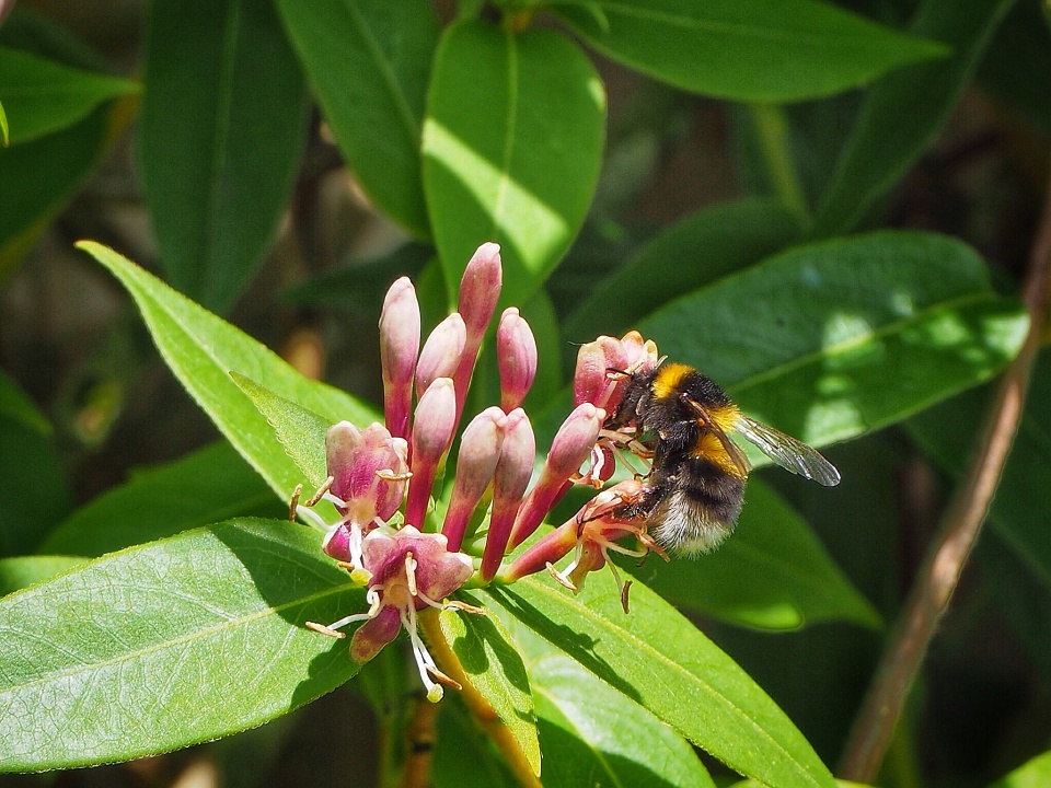 Honeysuckle Bee JohnRH Blipfoto