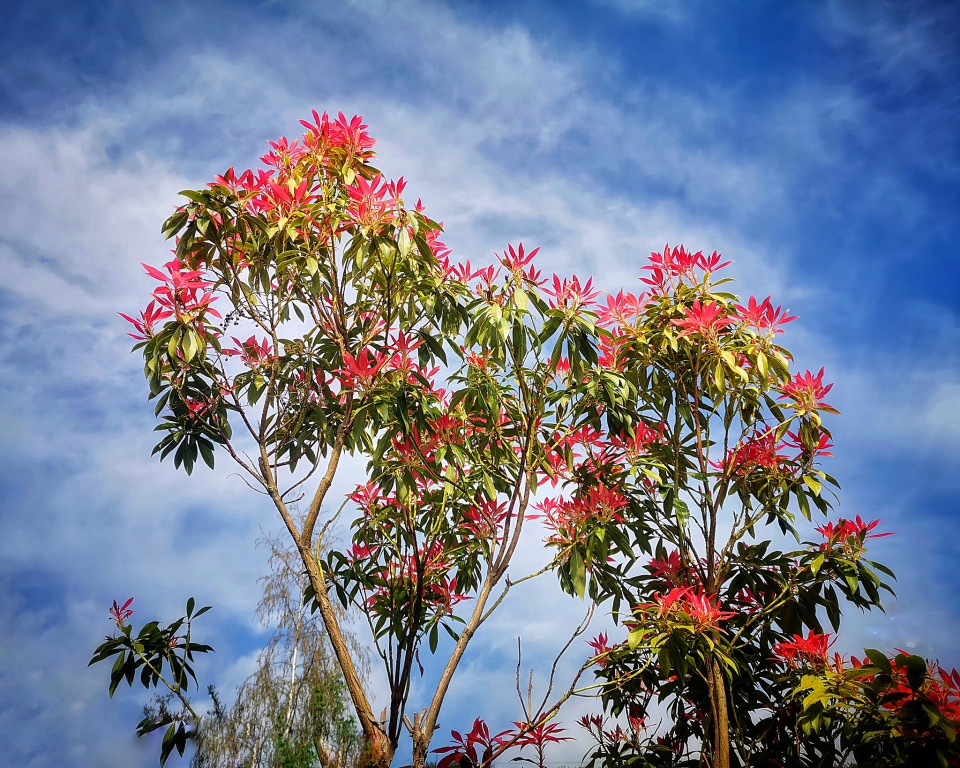 Inleman Pieris Can Be Deceptive | Ingleman | Blipfoto