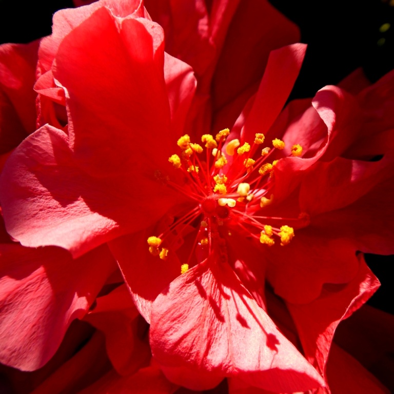 a rose mallow... | GlassRoad | Blipfoto