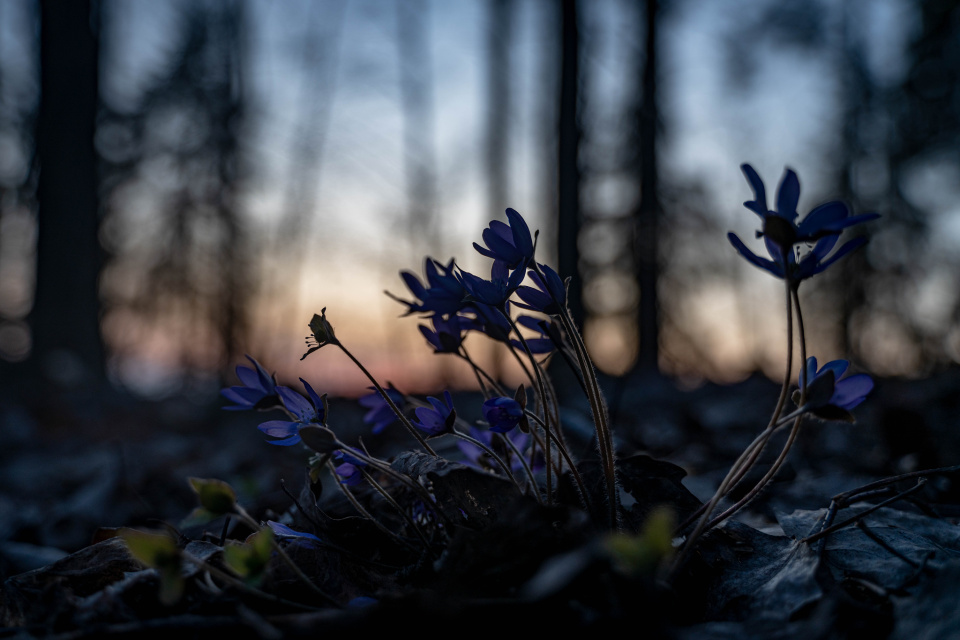 sunset-at-21-17-otornblom-blipfoto