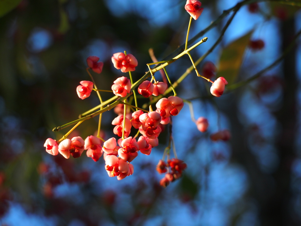 Fruit and seeds | A9J | Blipfoto