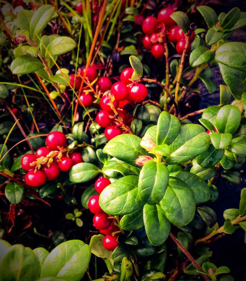 lingon berries