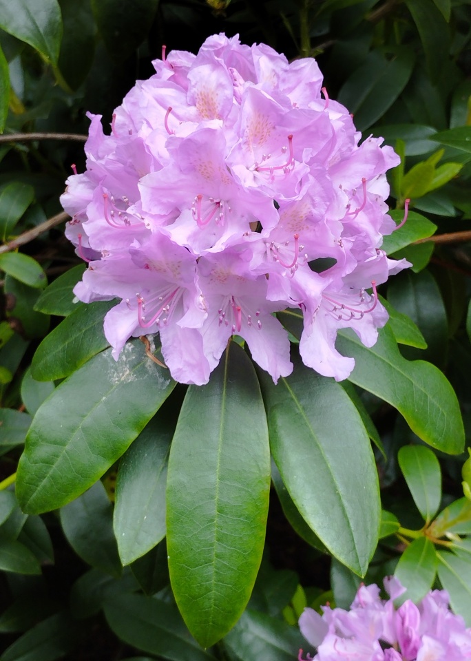 Rhododendrons - Love 'Em or Hate 'Em | NotCuthbert | Blipfoto