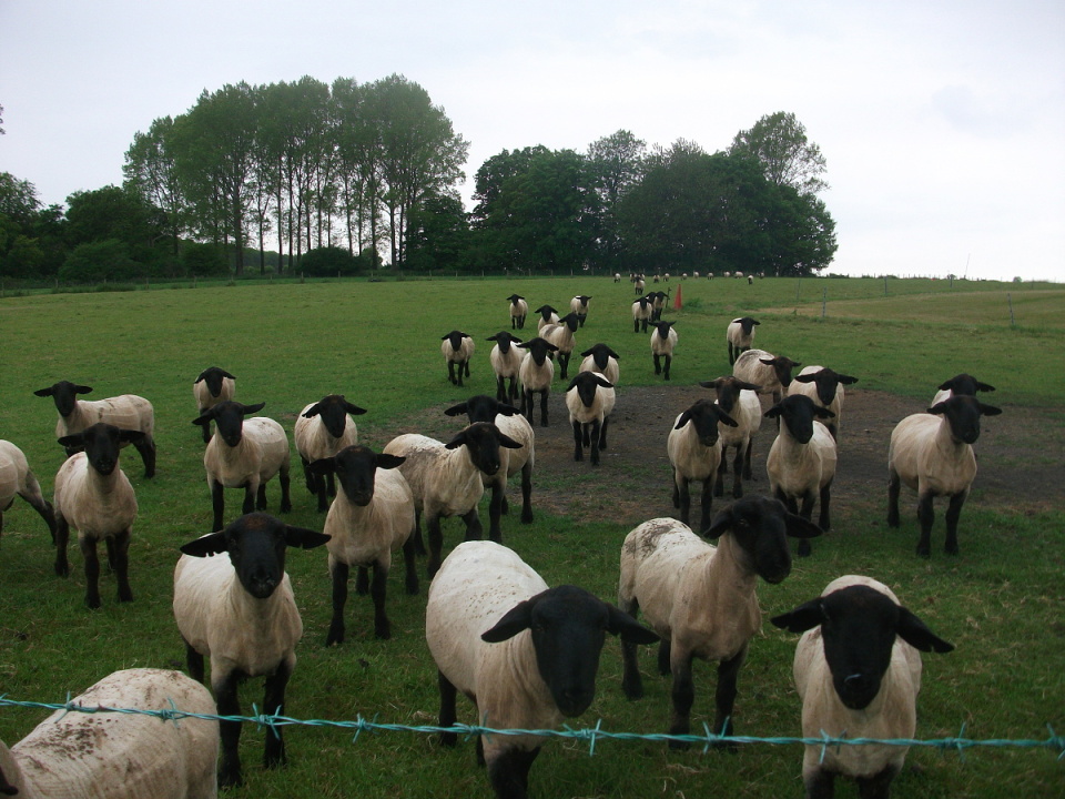 Are sheep colour-blind? | tadpoleview | Blipfoto