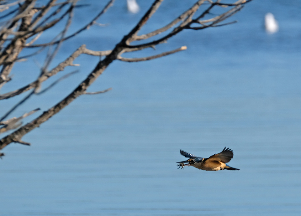 KIngfisher with a crab mpp26 Blipfoto