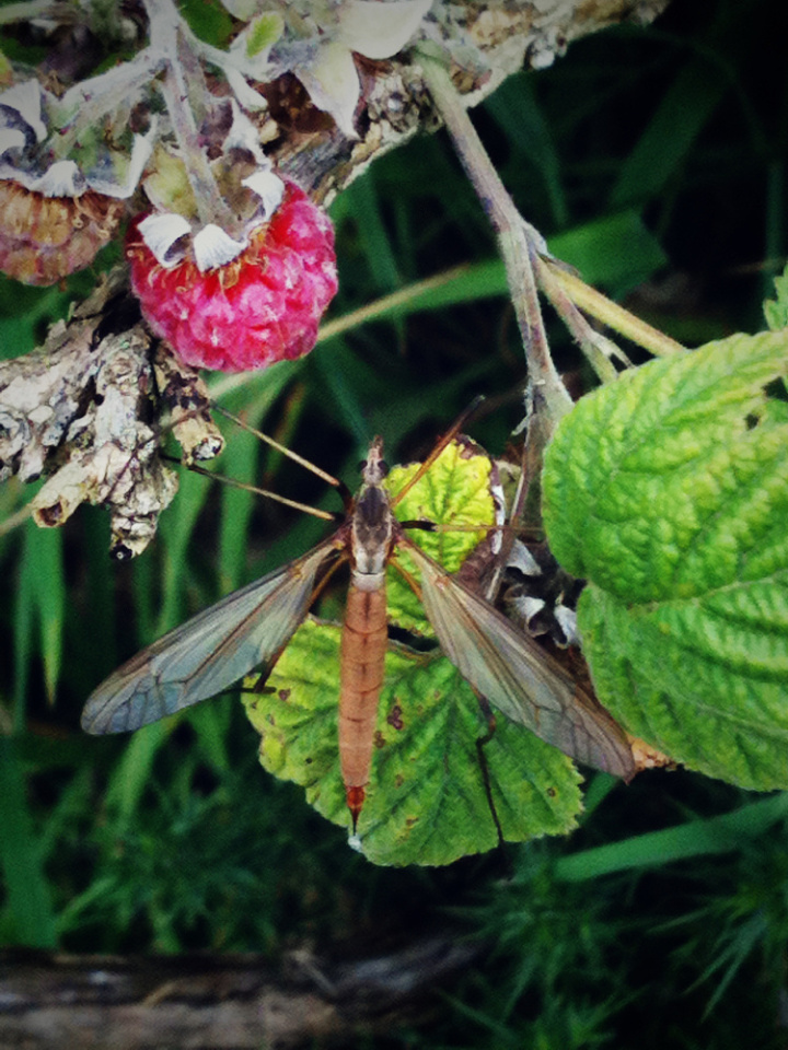 Wild raspberry + bug 2 Hell4Murph Blipfoto