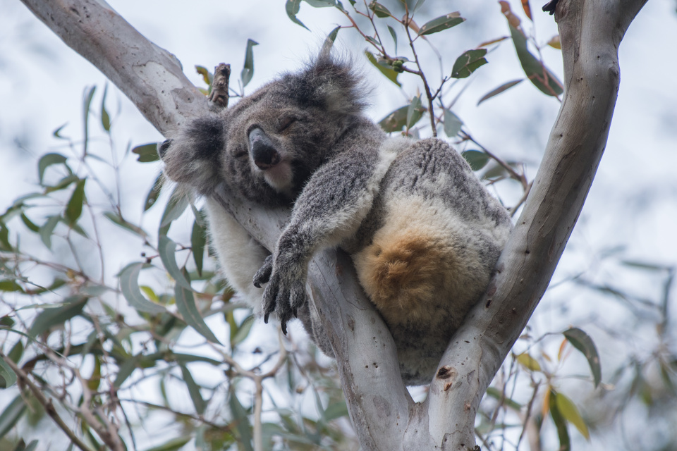 drop bear - Google Search  Funny koala, Koala, Drop bear