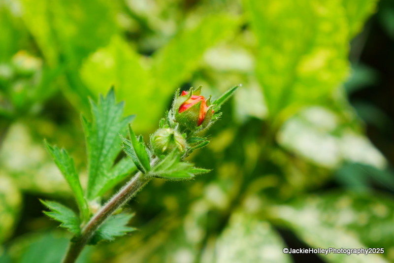 the-geum-thingsbeautiful-blipfoto