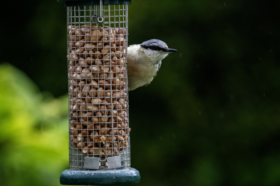 Immature Nuthatch ( Sitta Europaea ) 