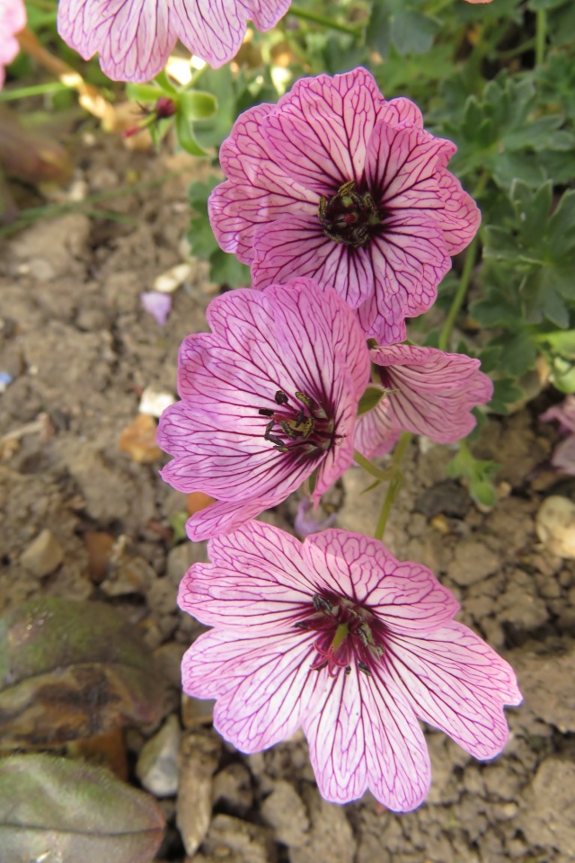 Geranium ladypop blipfoto