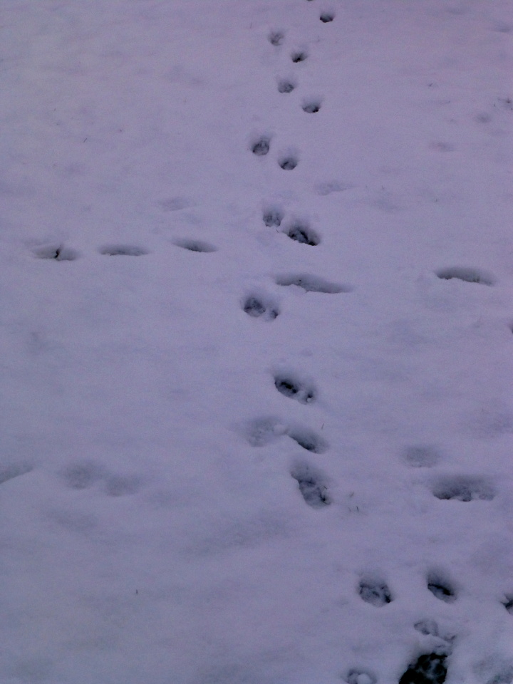 Aha! Oho! A track in the snow! | flumgummery | Blipfoto