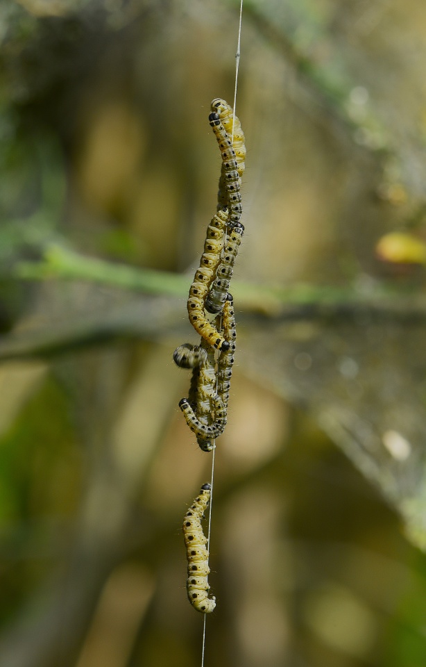 Inleman Coming Through | Ingleman | Blipfoto