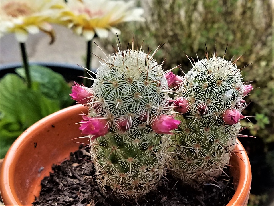 Cactus Buds Blooming 