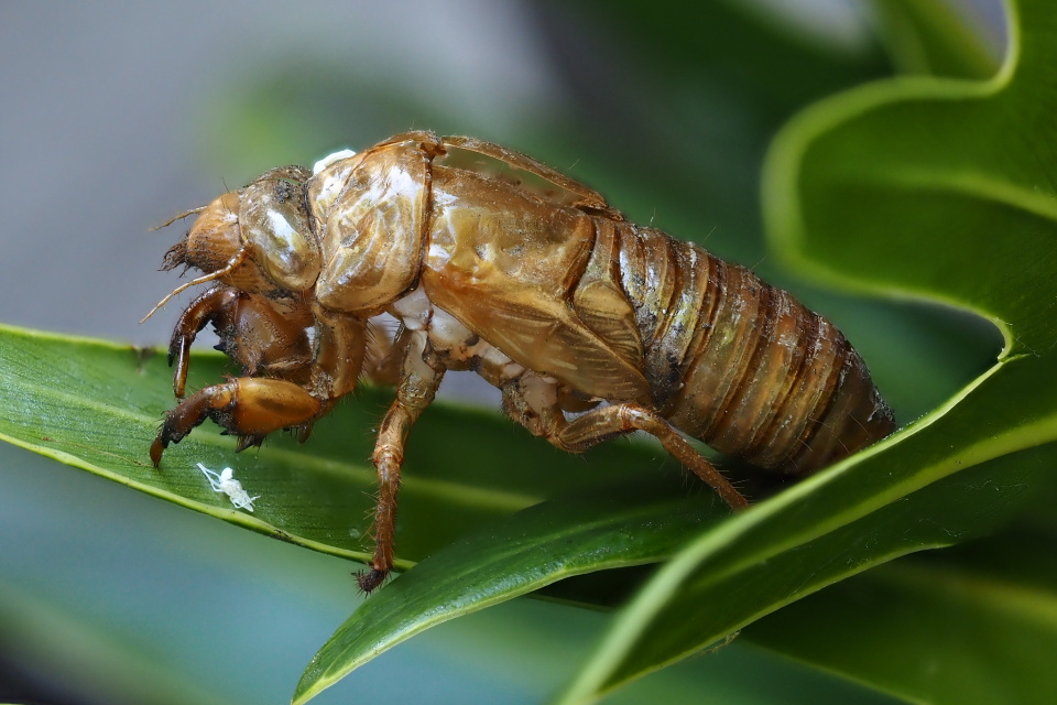 Katydid shell | AnnieBelle | Blipfoto