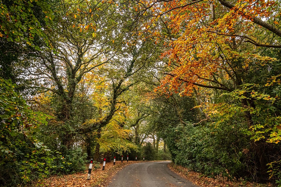 Autumn Lane AH14 Blipfoto