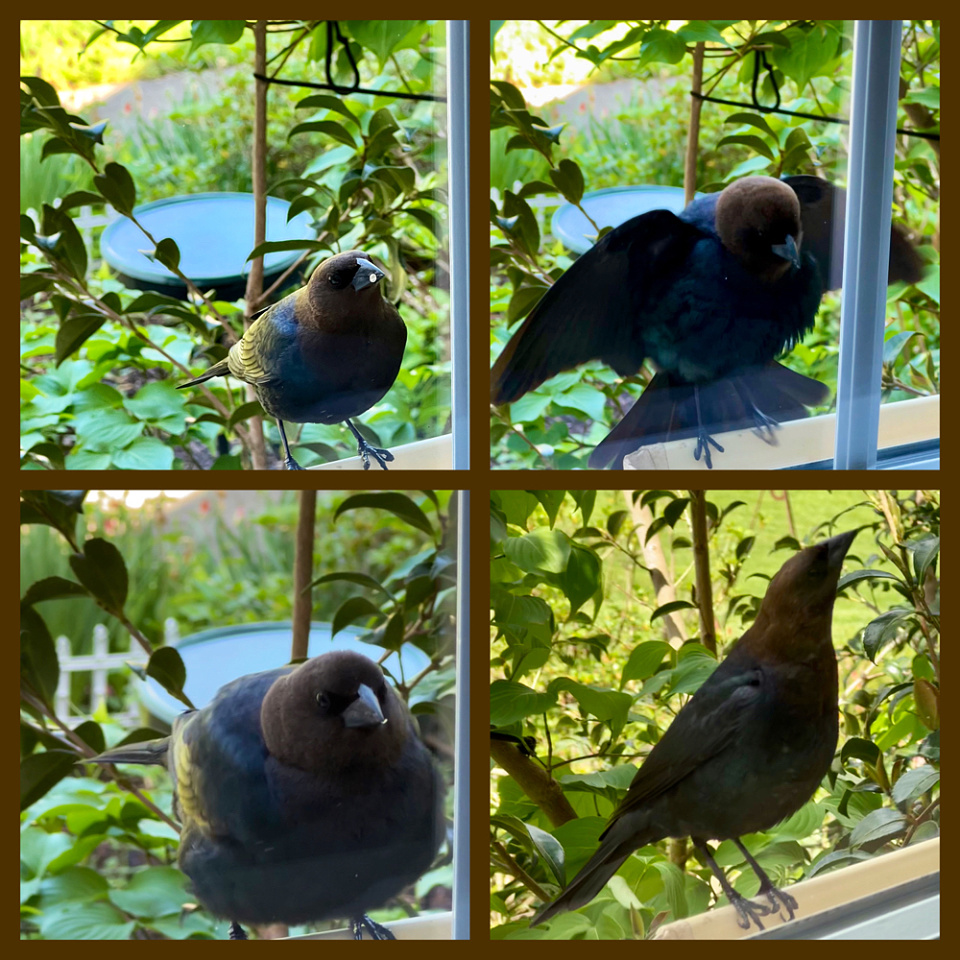 silly-bird-just-what-we-needed-today-grammy-blipfoto
