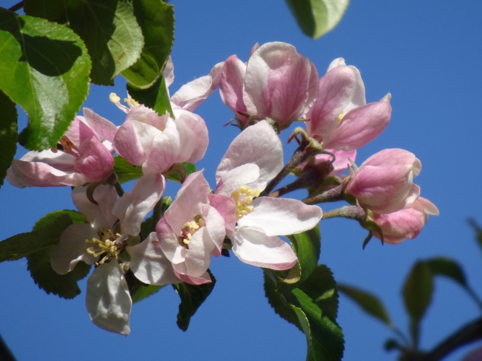 Apple blossom | PAR1 | Blipfoto