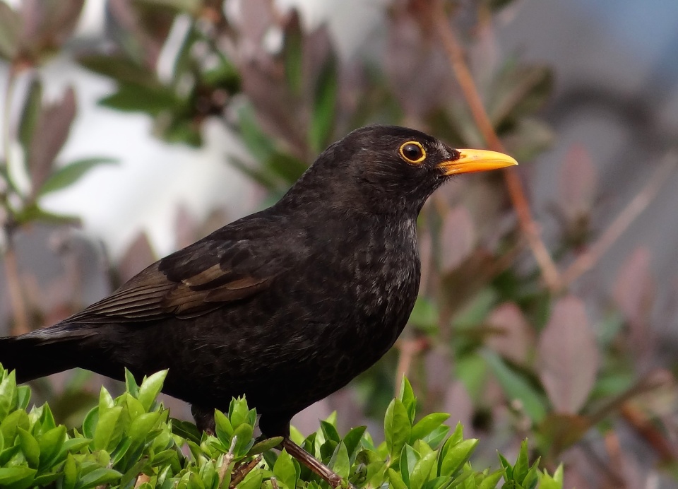 2 little Blackbirds sitting on the hedge KarenBourgaize Blipfoto