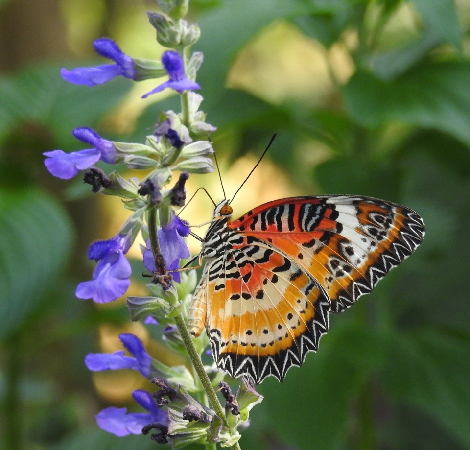 Butterfly Rainforest Exhibit Blipfoto
