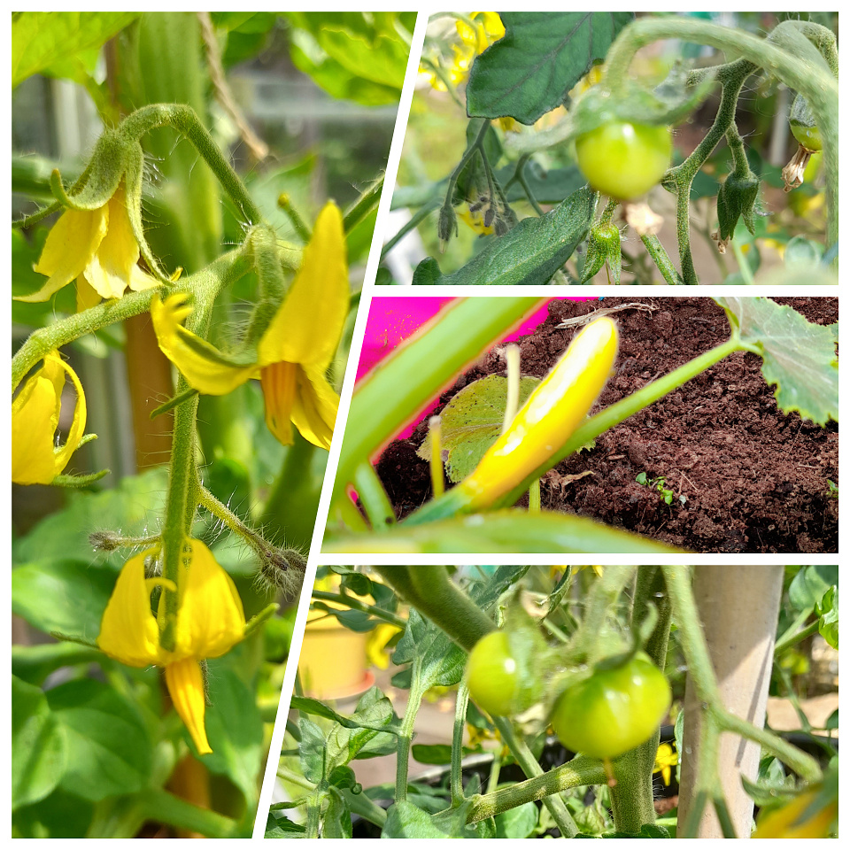 Tomato blossoms sunflower Blipfoto