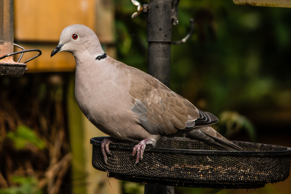 Young Collared Dove MikePoole Blipfoto