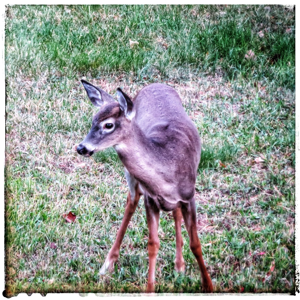 How To Tell If A Deer Is A Button Buck