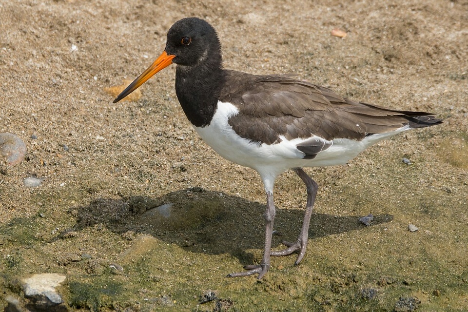 Juvenile Oystercatcher HilaryinOman Blipfoto
