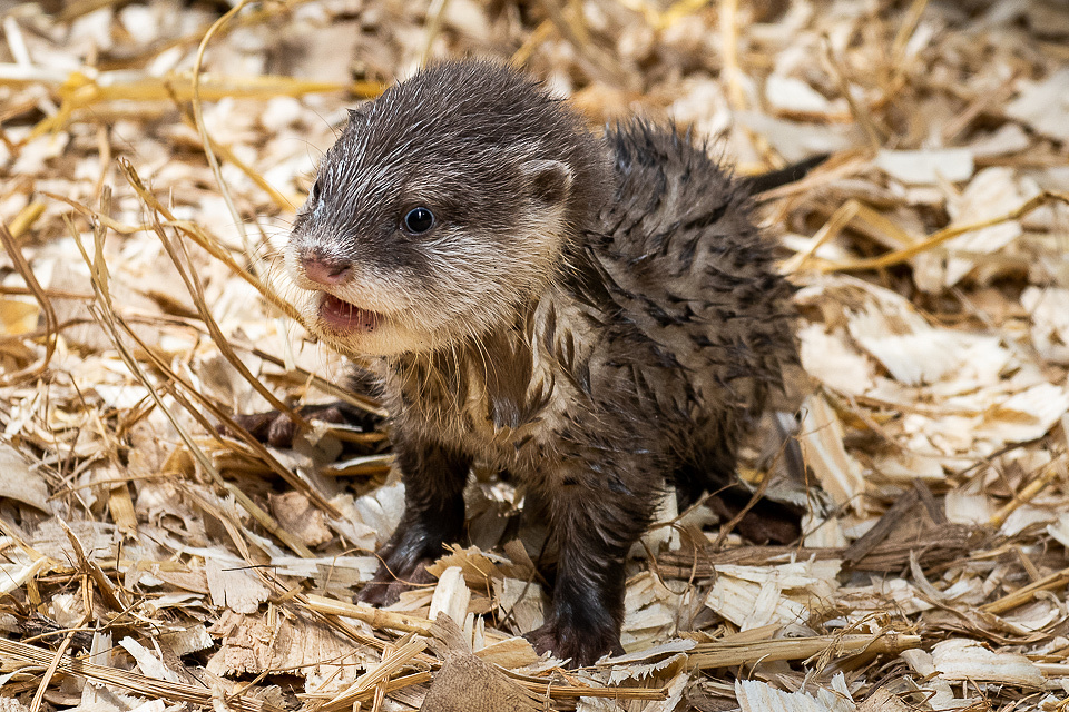 Day 116/21. Asian Short Clawed Otter pup. | trevsastar | Blipfoto