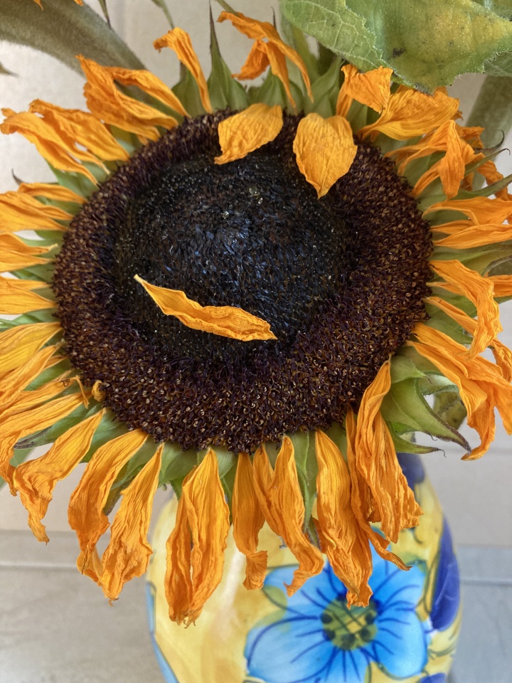 The sunflowers that The... Paola Blipfoto