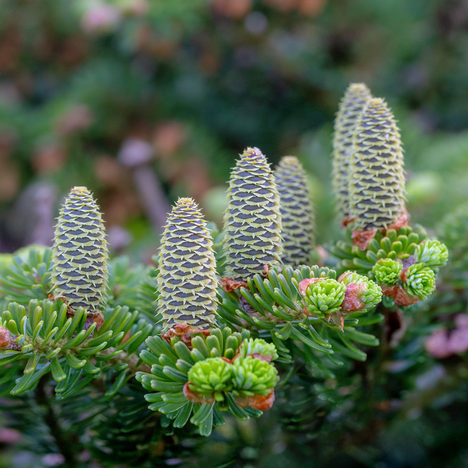 Korean fir tree | walkingMarj | Blipfoto