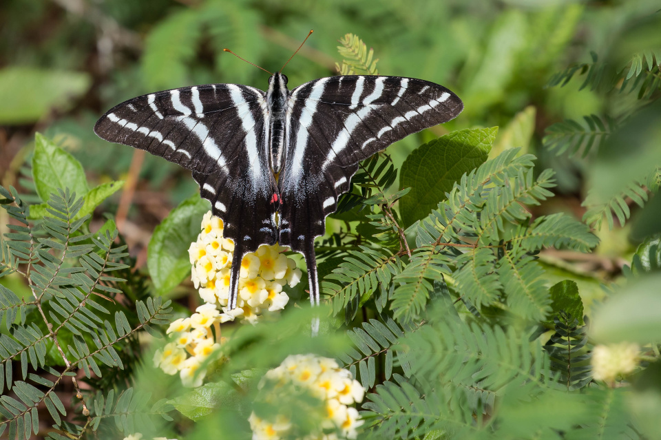 zebra swallowtail butterfly indiana