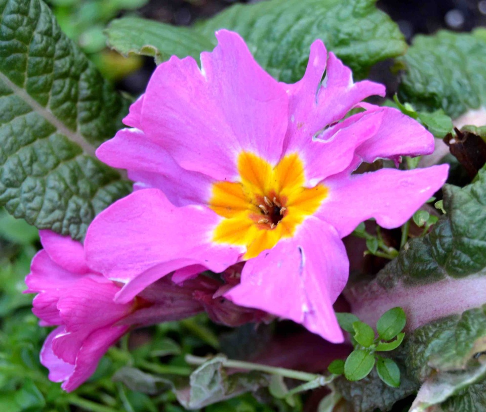 Pink Polyanthus Flowers arkensielphoto Blipfoto
