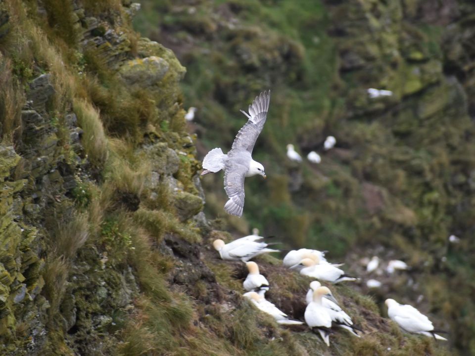 Cruise day 5 - Unst | esiuol | Blipfoto