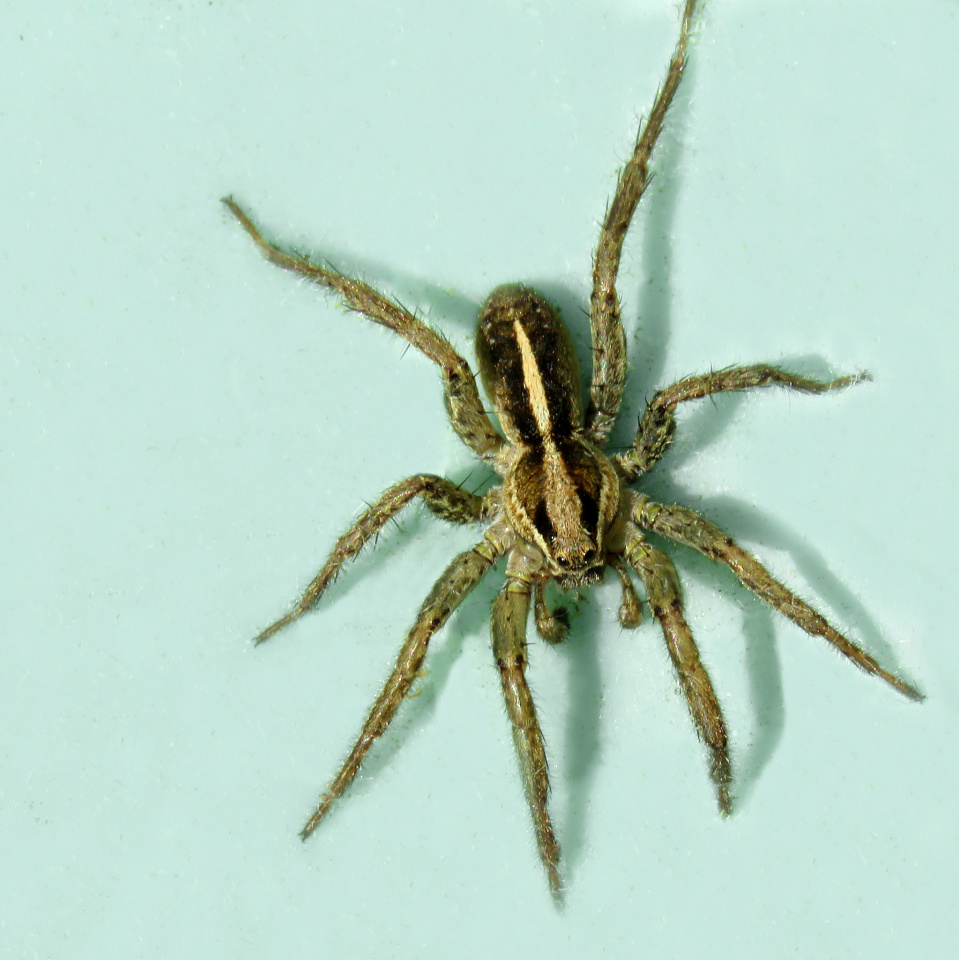 Garden Wolf Spider | cabbagetree | Blipfoto