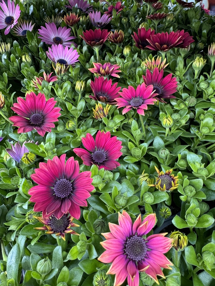 Garden centre flowers sunflower Blipfoto