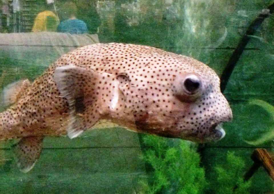 An Ugly Fish asburydan Blipfoto